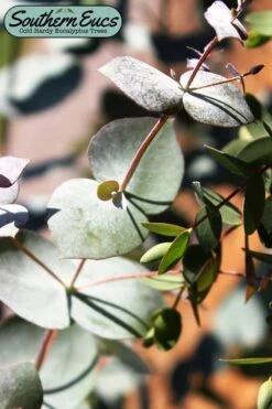 Maggie Cold Hardy Eucalyptus Tree (Eucalyptus Nova Anglica) - 3 Quart Pot