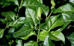 Purple Wintercreeper (Euonymus Fortunei 'Coloratus') - 6 Pack Of Pint Pots -Plant Series Shop euonymus fortunei coloratus purple wintercreeper 1