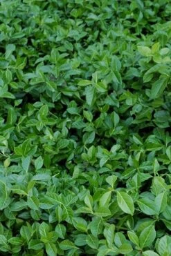 Purple Wintercreeper (Euonymus Fortunei 'Coloratus') - 6 Pack Of Pint Pots -Plant Series Shop euonymus fortunei coloratus purple wintercreeper 2