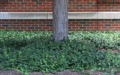 Purple Wintercreeper (Euonymus Fortunei 'Coloratus') - 6 Pack Of Pint Pots -Plant Series Shop euonymus fortunei coloratus purple wintercreeper 4