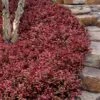 Purple Wintercreeper (Euonymus Fortunei 'Coloratus') - 6 Pack Of Pint Pots