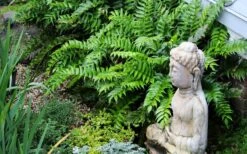 Japanese Holly Fern - Cyrtomium Falcatum 'Rochfordianum' - 2.5 Quart Pot 11 Japanese Holly Fern - Cyrtomium Falcatum 'Rochfordianum' - 2.5 Quart Pot -Plant Series Shop fern20holly203