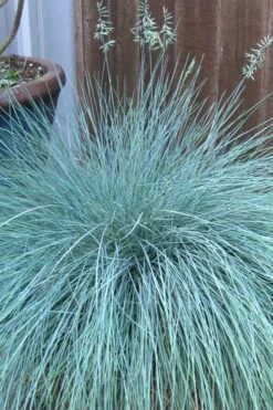 Beyond Blue Festuca (Fescue) - 6 Pack Of 1 Gallon Pots 10 Beyond Blue Festuca (Fescue) - 6 Pack Of 1 Gallon Pots -Plant Series Shop festuca beyond blue fescue 100