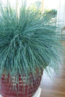 Beyond Blue Festuca (Fescue) - 6 Pack Of 1 Gallon Pots 12 Beyond Blue Festuca (Fescue) - 6 Pack Of 1 Gallon Pots -Plant Series Shop festuca beyond blue fescue 101