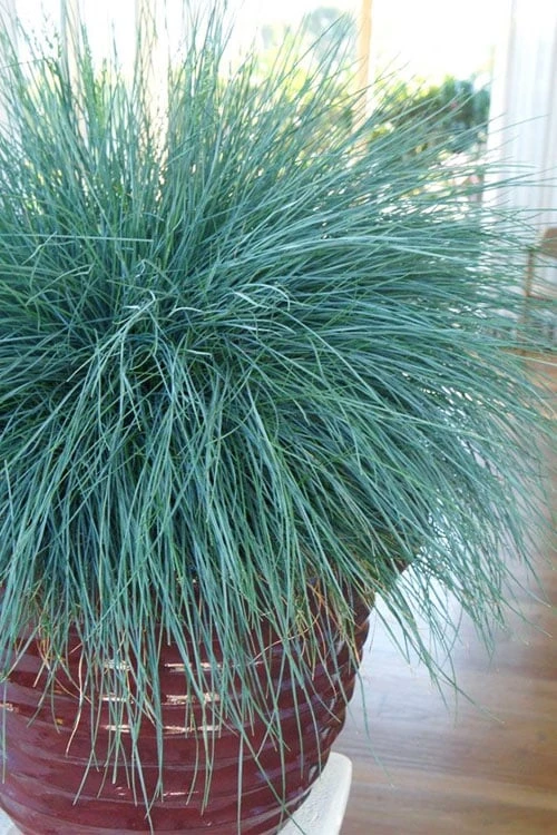 Beyond Blue Festuca (Fescue) - 6 Pack Of 1 Gallon Pots 6 Beyond Blue Festuca (Fescue) - 6 Pack Of 1 Gallon Pots - Image 6