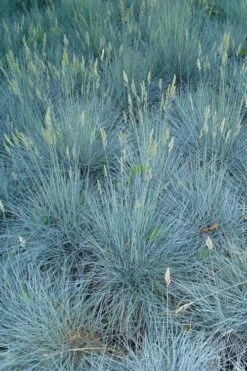 Beyond Blue Festuca (Fescue) - 6 Pack Of 1 Gallon Pots 11 Beyond Blue Festuca (Fescue) - 6 Pack Of 1 Gallon Pots -Plant Series Shop festuca beyond blue fescue 102
