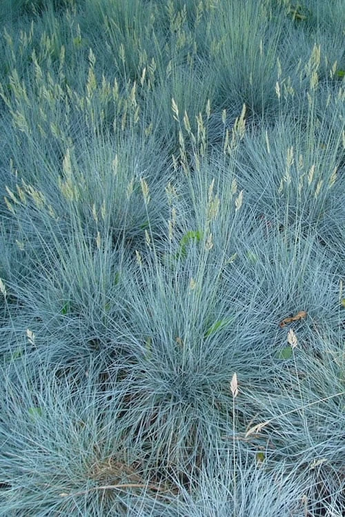 Beyond Blue Festuca (Fescue) - 6 Pack Of 1 Gallon Pots 5 Beyond Blue Festuca (Fescue) - 6 Pack Of 1 Gallon Pots - Image 5