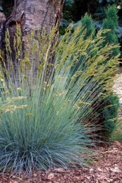 Blue Fescue Grass (Festuca Glauca) - 5 Pack Of Quart Pots -Plant Series Shop festuca glauca blue fescue grass 13 1
