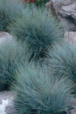 Blue Fescue Grass (Festuca Glauca) - 5 Pack Of Quart Pots -Plant Series Shop festuca glauca blue fescue grass 14 1