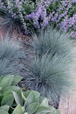 Blue Fescue Grass (Festuca Glauca) - 5 Pack Of Quart Pots -Plant Series Shop festuca glauca blue fescue grass 7 1