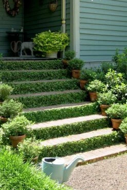 Creeping Fig (Ficus Pumila) - 5 Pack Of 4" Pint Pots 17 Creeping Fig (Ficus Pumila) - 5 Pack Of 4" Pint Pots -Plant Series Shop ficus pumila green creeping fig 105