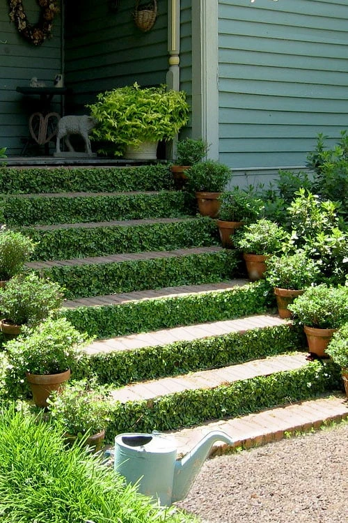 Creeping Fig (Ficus Pumila) - 5 Pack Of 4" Pint Pots 7 Creeping Fig (Ficus Pumila) - 5 Pack Of 4" Pint Pots - Image 7