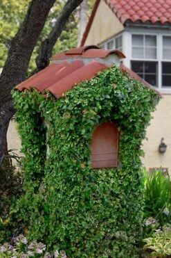 Creeping Fig (Ficus Pumila) - 5 Pack Of 4" Pint Pots 14 Creeping Fig (Ficus Pumila) - 5 Pack Of 4" Pint Pots -Plant Series Shop ficus pumila green creeping fig 107