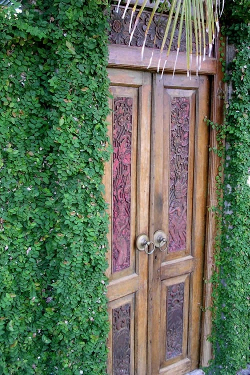 Creeping Fig (Ficus Pumila) - 5 Pack Of 4" Pint Pots 5 Creeping Fig (Ficus Pumila) - 5 Pack Of 4" Pint Pots - Image 5