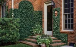 Creeping Fig (Ficus Pumila) - 5 Pack Of 4" Pint Pots 16 Creeping Fig (Ficus Pumila) - 5 Pack Of 4" Pint Pots -Plant Series Shop ficus pumila green creeping fig 109