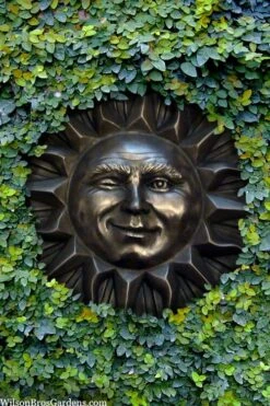 Creeping Fig (Ficus Pumila) - 5 Pack Of 4" Pint Pots 20 Creeping Fig (Ficus Pumila) - 5 Pack Of 4" Pint Pots -Plant Series Shop ficus pumila green creeping fig 110