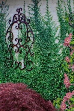 Creeping Fig (Ficus Pumila) - 5 Pack Of 4" Pint Pots 18 Creeping Fig (Ficus Pumila) - 5 Pack Of 4" Pint Pots -Plant Series Shop ficus pumila green creeping fig 112