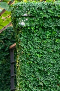 Creeping Fig (Ficus Pumila) - 5 Pack Of 4" Pint Pots 21 Creeping Fig (Ficus Pumila) - 5 Pack Of 4" Pint Pots -Plant Series Shop ficus pumila green creeping fig 113