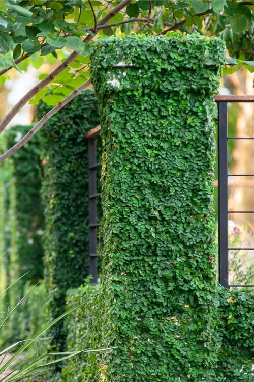 Creeping Fig (Ficus Pumila) - 5 Pack Of 4" Pint Pots 1 Creeping Fig (Ficus Pumila) - 5 Pack Of 4" Pint Pots