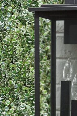 Variegated Creeping Fig (Ficus Pumila 'Variegata') - 10 Pack Of 4" Pint Pots -Plant Series Shop ficus pumila variegata creeping fig 101