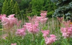 Venusta Queen Of The Prairie (Filipendula) - 1 Gallon Pot -Plant Series Shop filipendula rubra venusta queen of the prairie 2