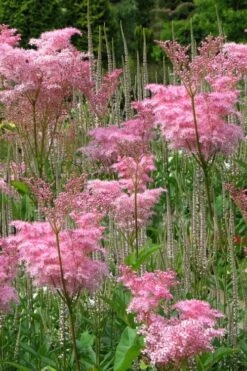 Venusta Queen Of The Prairie (Filipendula) - 1 Gallon Pot