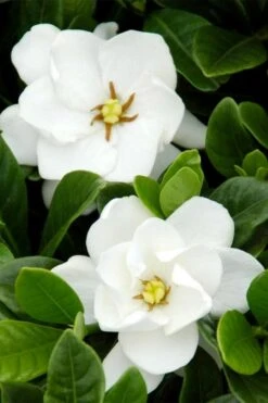 Buttons Gardenia - 1 Gallon Pot -Plant Series Shop gardenia buttons 1 2