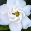 Buttons Gardenia - 3 Gallon Pot