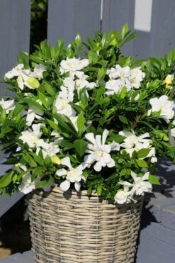 Celestial Star Gardenia - 1 Gallon Pot -Plant Series Shop gardenia celestial star 3