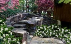 Celestial Star Gardenia - 1 Gallon Pot -Plant Series Shop gardenia celestial star 5