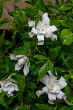 Fool Proof Gardenia - 2 Gallon Pot -Plant Series Shop gardenia fool proof 4