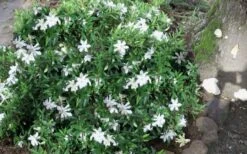 Frost Proof Gardenia - 3 Gallon Pot 9 Frost Proof Gardenia - 3 Gallon Pot -Plant Series Shop gardenia frost proof 50