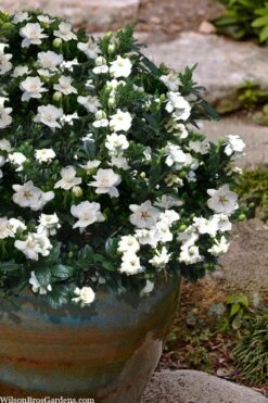 Buttons Gardenia - 6 Pack Of 1 Gallon Pots -Plant Series Shop gardenia jasminoides buttons 10 1