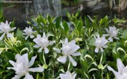 Crescent Moon Dwarf Gardenia - 6 Pack Of 1 Gallon Pots 9 Crescent Moon Dwarf Gardenia - 6 Pack Of 1 Gallon Pots -Plant Series Shop gardenia jasminoides crescent moon dwarf creeping 2 1