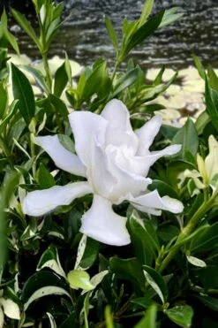 Crescent Moon Dwarf Gardenia - 1 Gallon Pot 8 Crescent Moon Dwarf Gardenia - 1 Gallon Pot -Plant Series Shop gardenia jasminoides crescent moon dwarf creeping 6