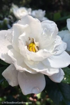 Crown Jewel Gardenia - 6-Pack Of 1 Gallon Pots -Plant Series Shop gardenia jasminoides crown jewel 11