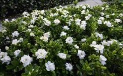 Crown Jewel Gardenia - 6-Pack Of 1 Gallon Pots -Plant Series Shop gardenia jasminoides crown jewel 12