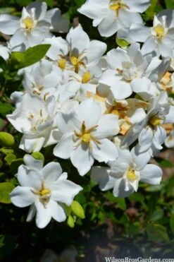 Snow Flurry Hardy Gardenia - 1 Gallon Pot -Plant Series Shop gardenia jasminoides snow flurry 2