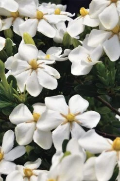Snow Girl Hardy Dwarf Gardenia - 3 Gallon Pot 9 Snow Girl Hardy Dwarf Gardenia - 3 Gallon Pot -Plant Series Shop gardenia jasminoides snow girl 1