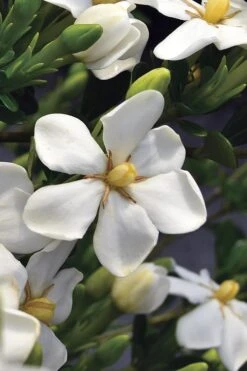 Snow Girl Hardy Dwarf Gardenia - 3 Gallon Pot 10 Snow Girl Hardy Dwarf Gardenia - 3 Gallon Pot -Plant Series Shop gardenia jasminoides snow girl 2