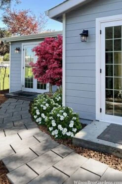 Snow Globe Gardenia - 3 Gallon Pot -Plant Series Shop gardenia jasminoides snow globe 3