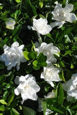 Snow Puff Hardy Gardenia - 1 Gallon Pot 7 Snow Puff Hardy Gardenia - 1 Gallon Pot -Plant Series Shop gardenia jasminoides snow puff 2 2