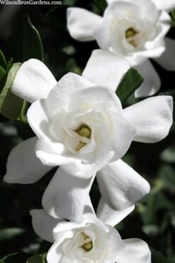 Steady As She Goes Hardy Gardenia - 3 Gallon Pot -Plant Series Shop gardenia jasminoides steady as she goes 1