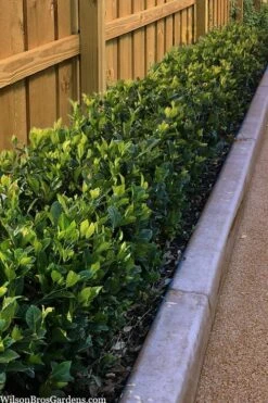 Summer Snow Gardenia - 3 Gallon Pot 11 Summer Snow Gardenia - 3 Gallon Pot -Plant Series Shop gardenia jasminoides summer snow 11