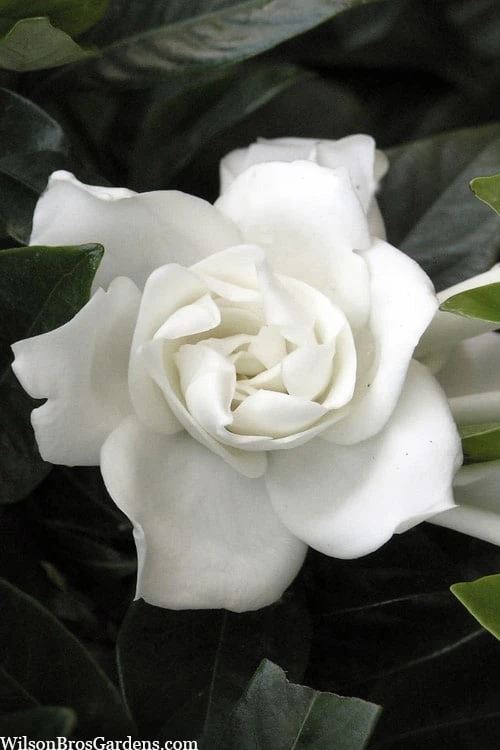 Summer Snow Gardenia - 3 Gallon Pot 1 Summer Snow Gardenia - 3 Gallon Pot