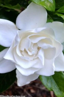 Summer Snow Gardenia - 3 Gallon Pot 15 Summer Snow Gardenia - 3 Gallon Pot -Plant Series Shop gardenia jasminoides summer snow 3