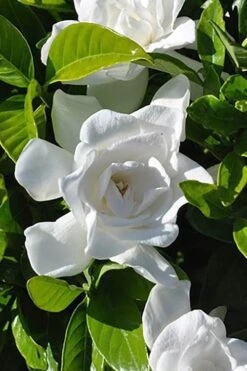 Summer Snow Gardenia - 3 Gallon Pot 12 Summer Snow Gardenia - 3 Gallon Pot -Plant Series Shop gardenia jasminoides summer snow 4