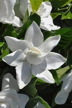 Summer Snow Gardenia - 3 Gallon Pot 14 Summer Snow Gardenia - 3 Gallon Pot -Plant Series Shop gardenia jasminoides summer snow 5