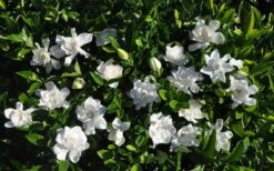 Summer Snow Gardenia - 3 Gallon Pot 13 Summer Snow Gardenia - 3 Gallon Pot -Plant Series Shop gardenia jasminoides summer snow 9