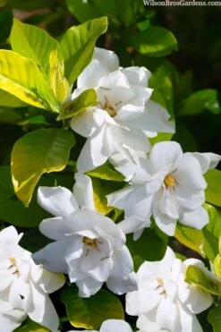 Gold Doubloon Gardenia - 1 Gallon Pot 8 Gold Doubloon Gardenia - 1 Gallon Pot -Plant Series Shop gardenia ogon no hana gold doubloon 3 1